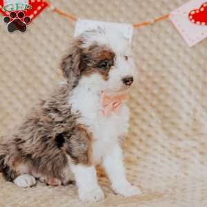 Tina, Mini Bernedoodle Puppy