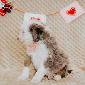 Tina, Mini Bernedoodle Puppy