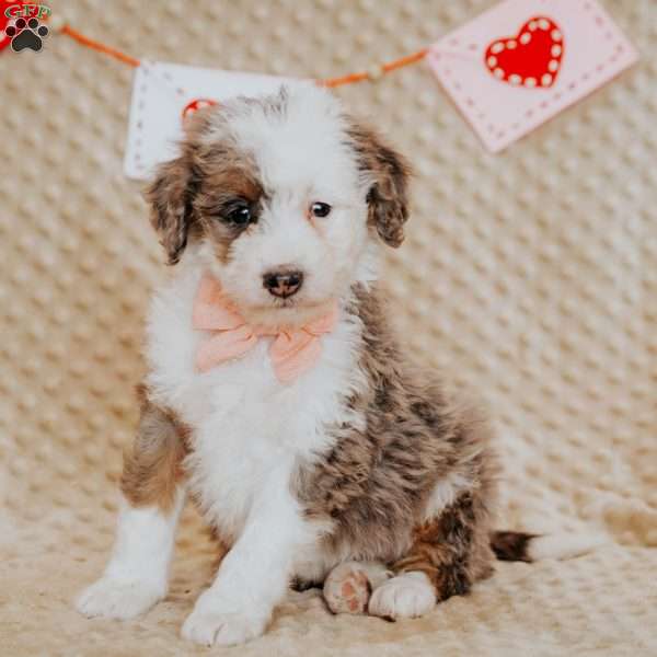 Tina, Mini Bernedoodle Puppy