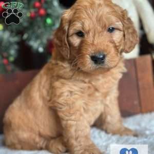 TRIPP, Mini Goldendoodle Puppy