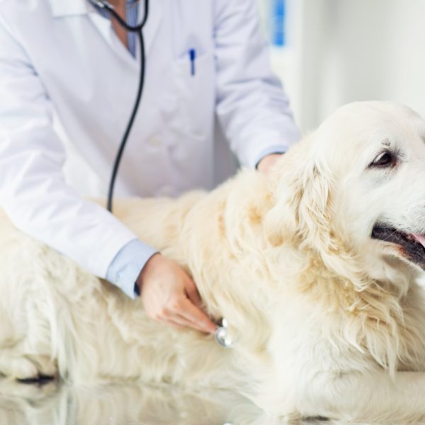 vet checking golden retriever's lungs and heart with stethoscope