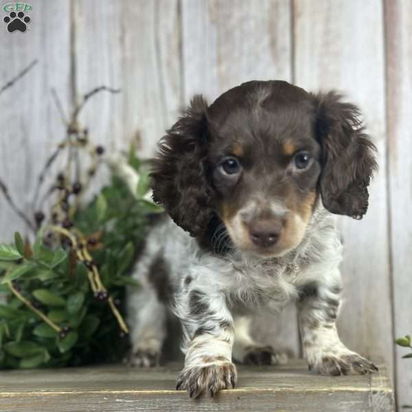 walter, Dachshund Puppy