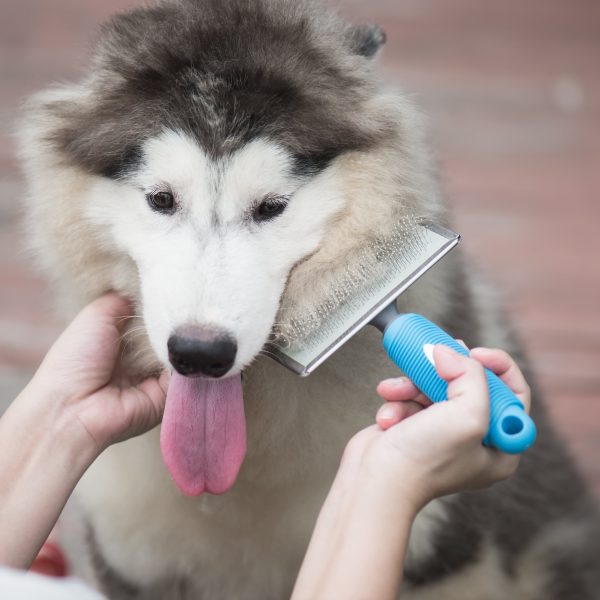 woman brushing siberian husky