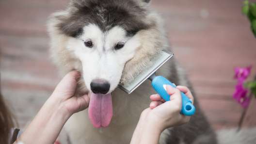 How to Control Dog Shedding