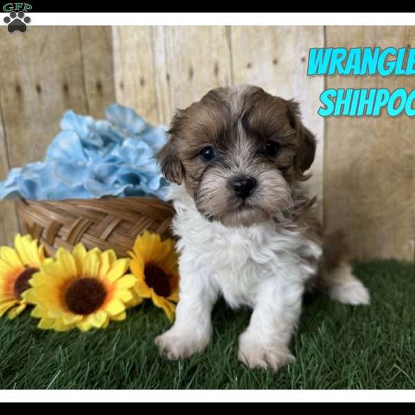 Wrangler, Shih-Poo Puppy