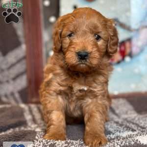 WYLEE, Mini Goldendoodle Puppy