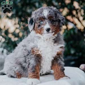 Samantha, Mini Bernedoodle Puppy