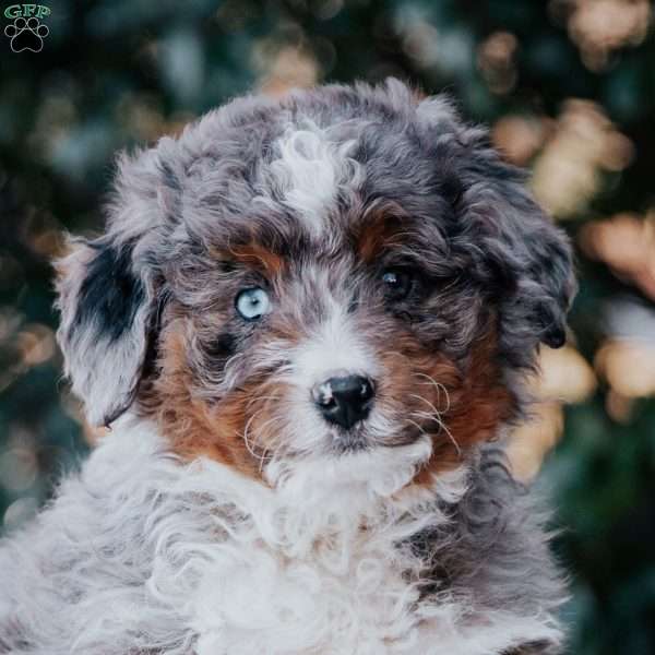 Samantha, Mini Bernedoodle Puppy