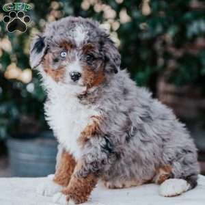 Samantha, Mini Bernedoodle Puppy