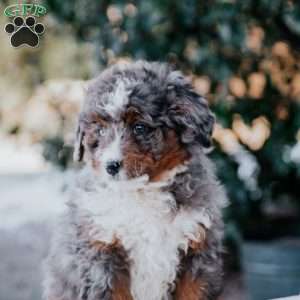 Samantha, Mini Bernedoodle Puppy