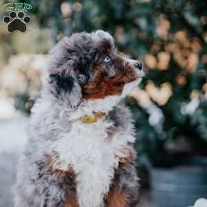 Samantha, Mini Bernedoodle Puppy