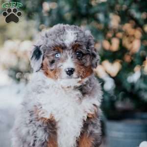 Samantha, Mini Bernedoodle Puppy