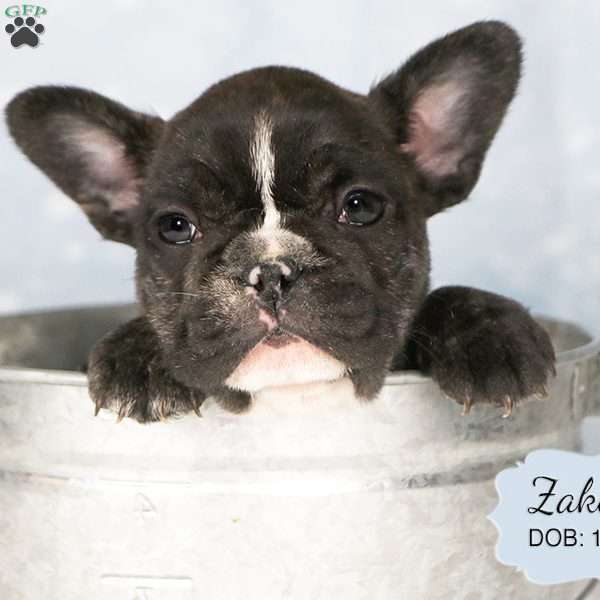 Zakery, French Bulldog Mix Puppy