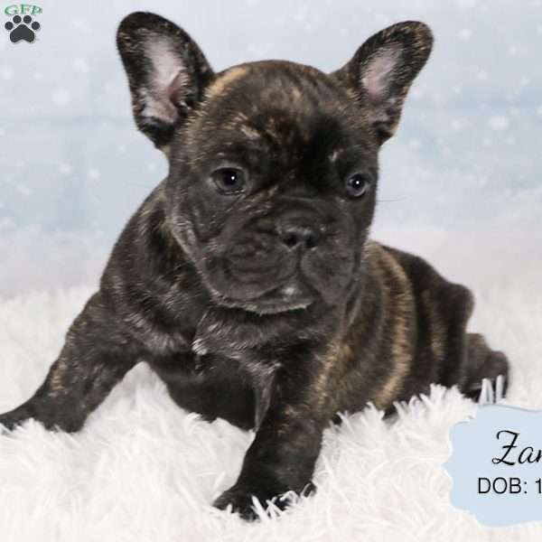 Zane, French Bulldog Mix Puppy