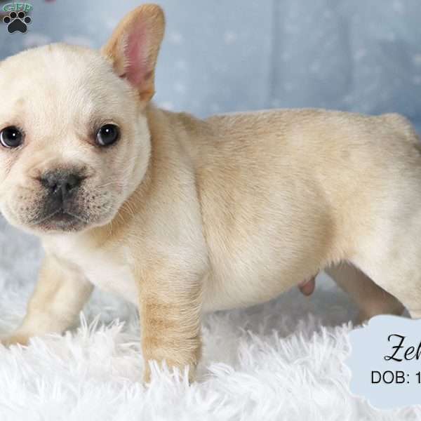 Zeke, French Bulldog Mix Puppy