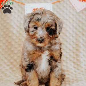 Ziggy, Mini Bernedoodle Puppy