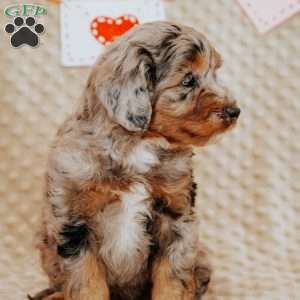 Ziggy, Mini Bernedoodle Puppy