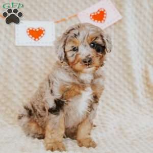 Ziggy, Mini Bernedoodle Puppy