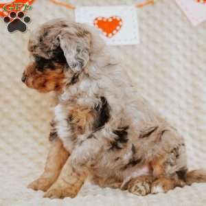 Ziggy, Mini Bernedoodle Puppy