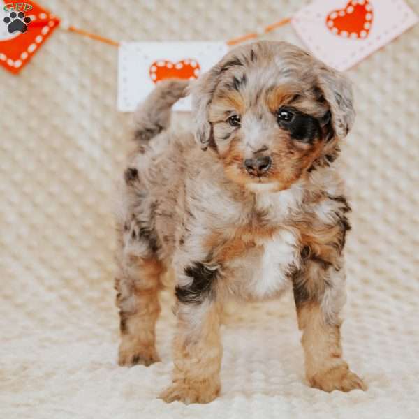 Ziggy, Mini Bernedoodle Puppy