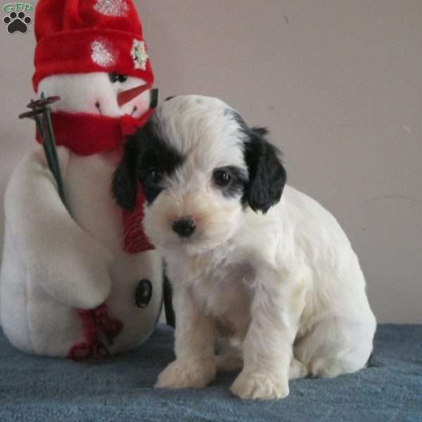 Zoey, Cavalier King Charles Mix Puppy