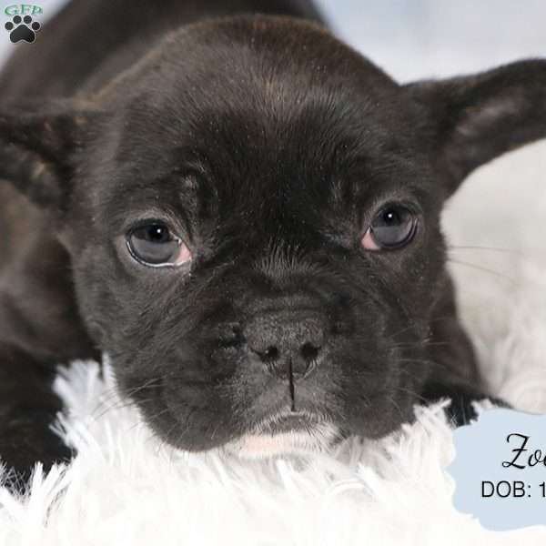 Zoey, French Bulldog Mix Puppy