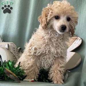 Cupid, Miniature Poodle Puppy