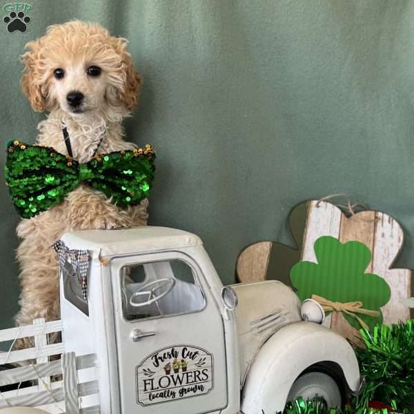 Cupid, Miniature Poodle Puppy