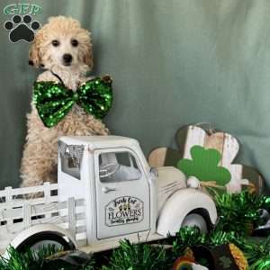 Cupid, Miniature Poodle Puppy