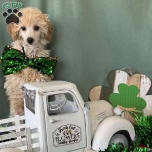 Cupid, Miniature Poodle Puppy