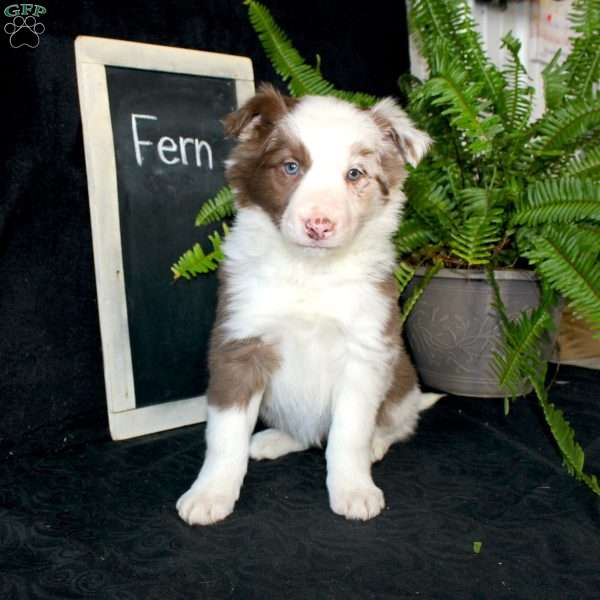 Fern, Border Collie Puppy