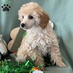 Cupid, Miniature Poodle Puppy