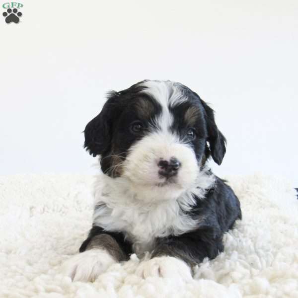 Patrick, Mini Bernedoodle Puppy