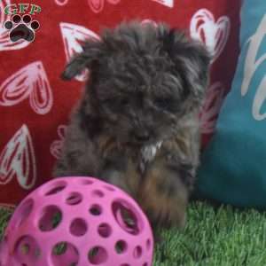 Sasha, Aussiedoodle Puppy