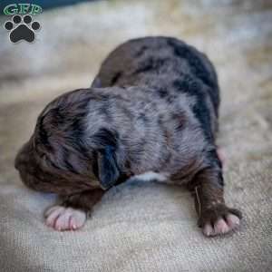 Tassle, Mini Bernedoodle Puppy