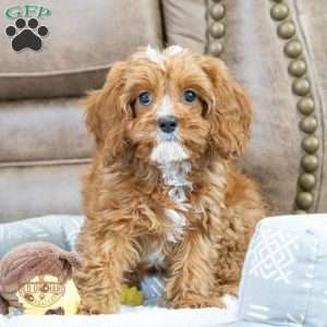 Star, Cavapoo Puppy