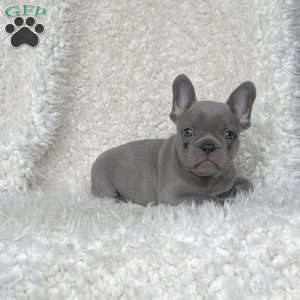 Gracie, French Bulldog Puppy