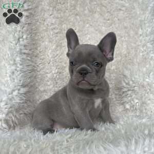 Gracie, French Bulldog Puppy