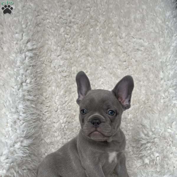 Gracie, French Bulldog Puppy