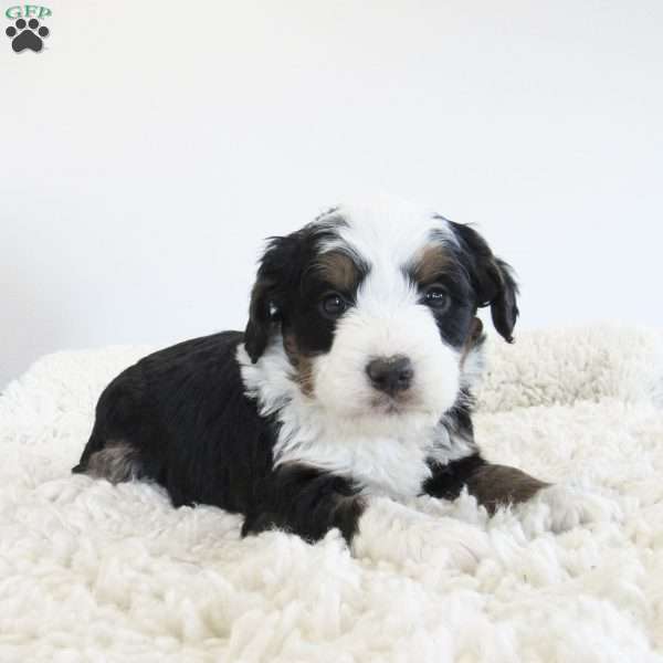 Maverick, Mini Bernedoodle Puppy