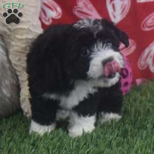 Princess, Aussiedoodle Puppy