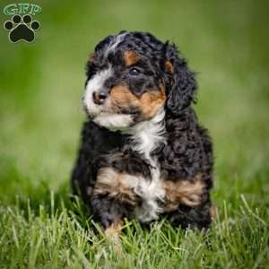 Gaby, Mini Bernedoodle Puppy