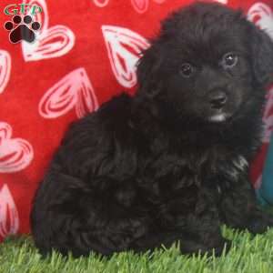 Quincy, Aussiedoodle Puppy