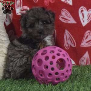 Sasha, Aussiedoodle Puppy