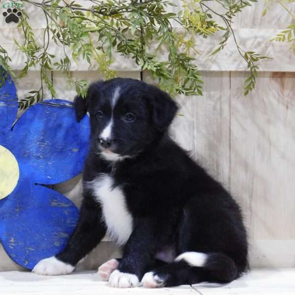 Archer, Border Collie Puppy