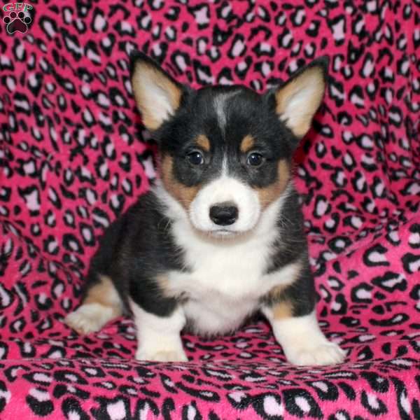 Pepper, Pembroke Welsh Corgi Puppy