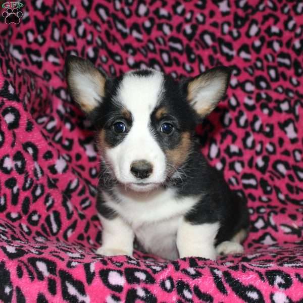 Penelope, Pembroke Welsh Corgi Puppy