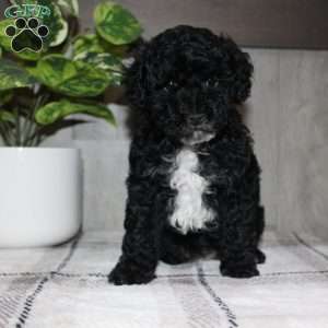 Molly, Miniature Poodle Puppy