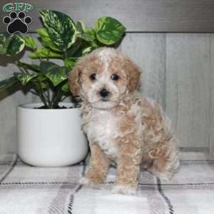 Dolly, Miniature Poodle Puppy