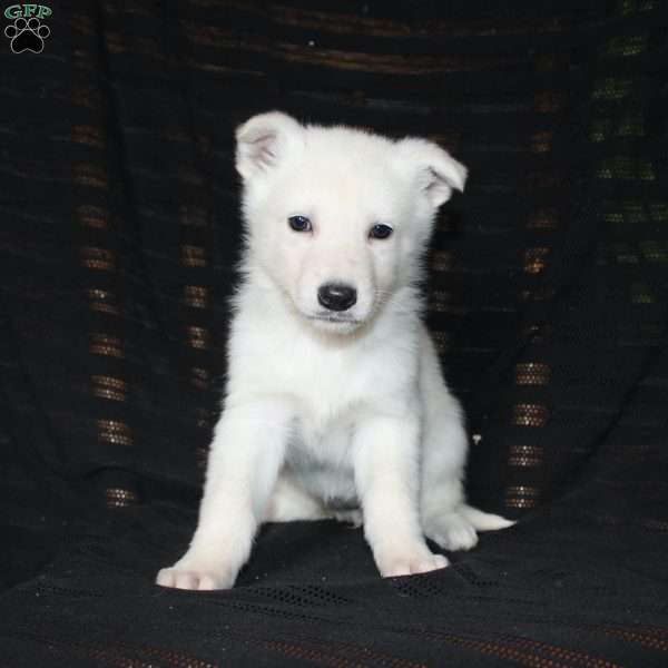 Marcella, German Shepherd Puppy